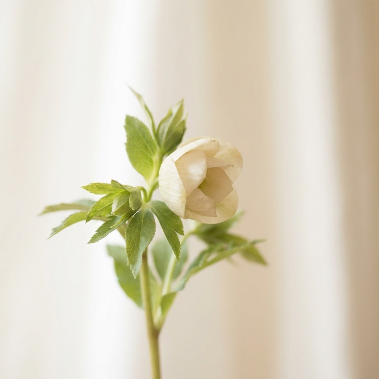 A pale cream hellebore flower in bud on a green stem, against a softly lit linen curtain